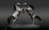 horses horses