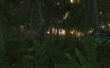 1196241950.jpg 1196241950.jpg