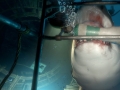 The_Deep_3_1425419611.jpg The_Deep_3_1425419611.jpg