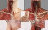 neck_muscles01l neck_muscles01l
